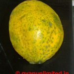 papaya for dengue prevention