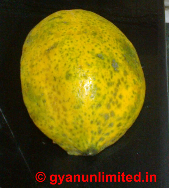 papaya for dengue prevention